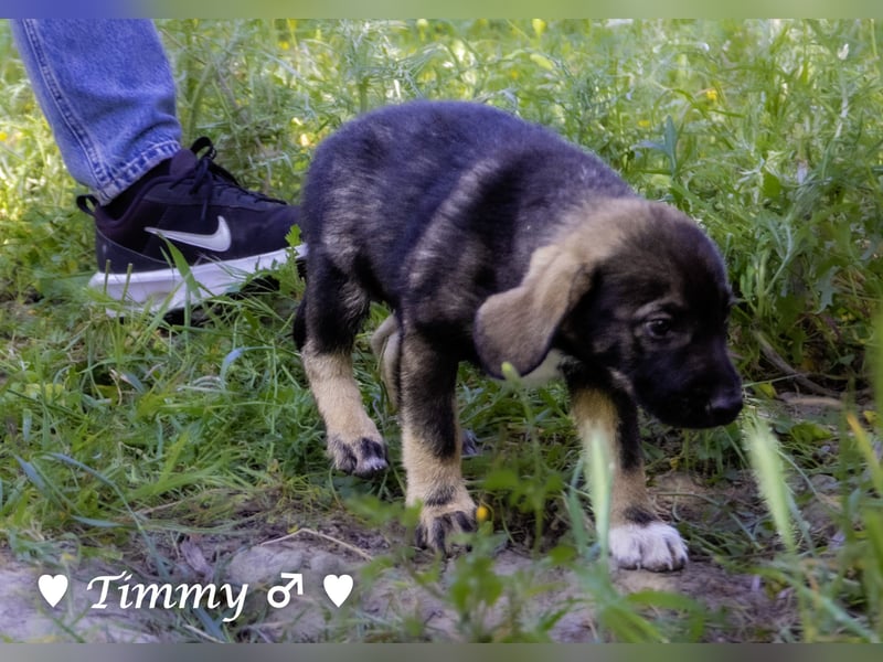 Timmy und Isabel suchen ein Zuhause