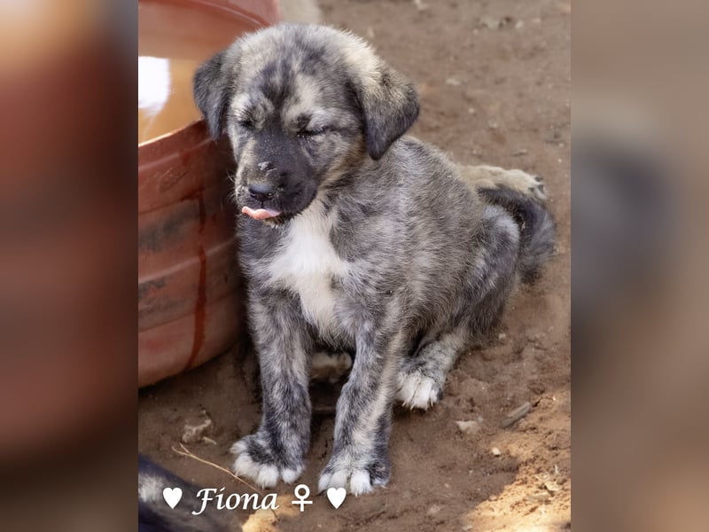 Fiona und Fineas suchen ab Anfang August ein Zuhause
