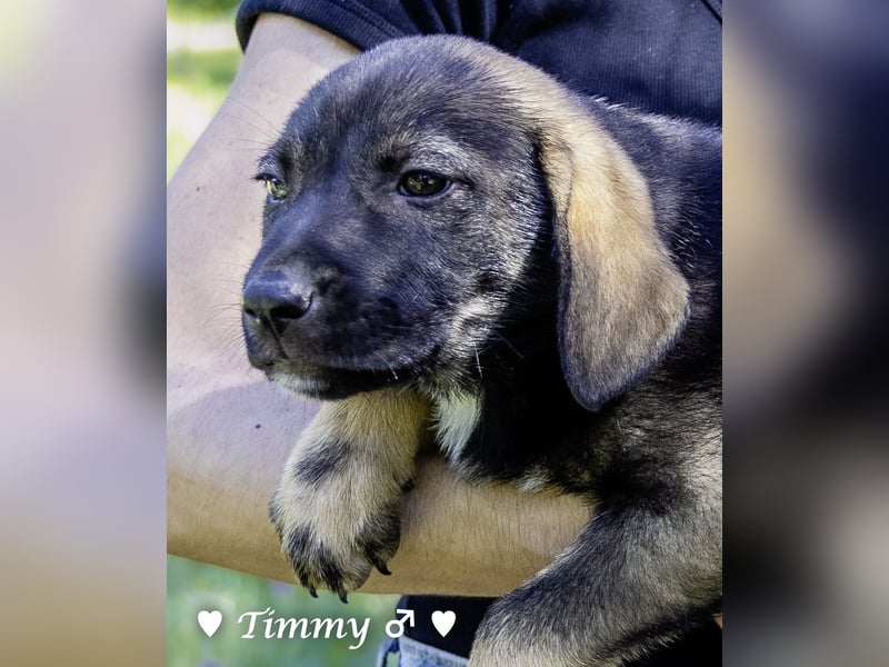 Timmy und Isabel suchen ein Zuhause