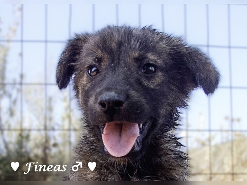 Fiona und Fineas suchen ab Anfang August ein Zuhause