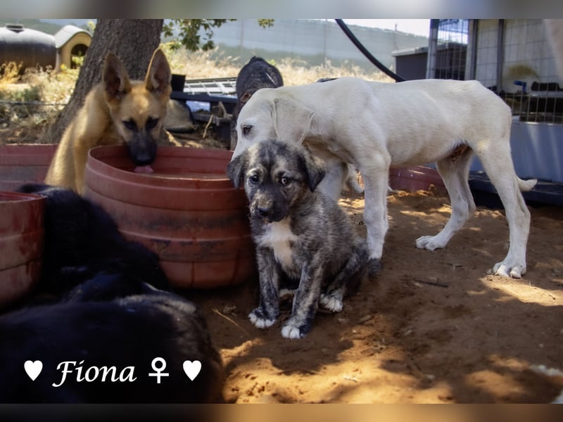 Fiona und Fineas suchen ab Anfang August ein Zuhause
