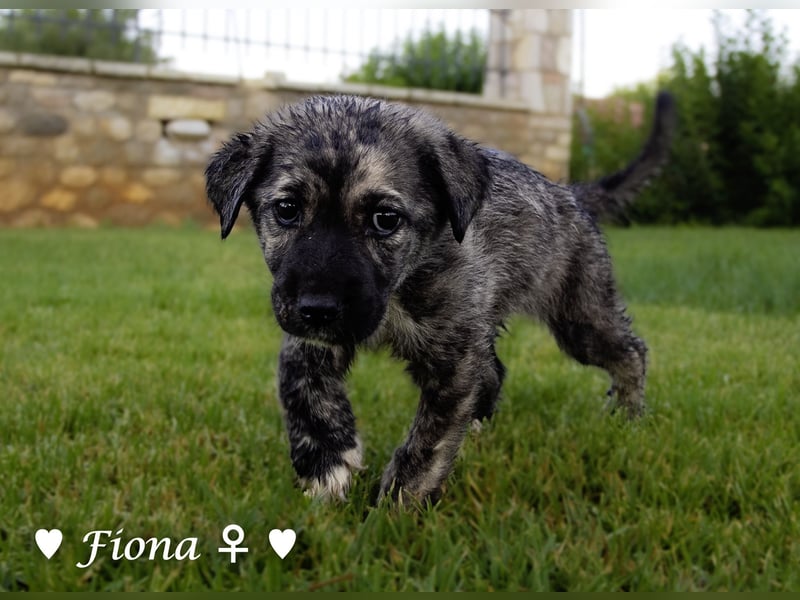 Fiona und Fineas suchen ab Anfang August ein Zuhause