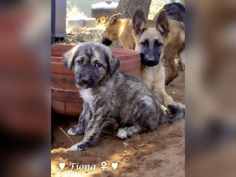Fiona und Fineas suchen ab Anfang August ein Zuhause