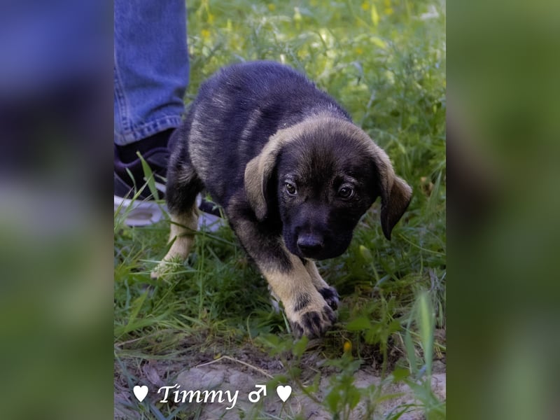 Timmy und Isabel suchen ein Zuhause