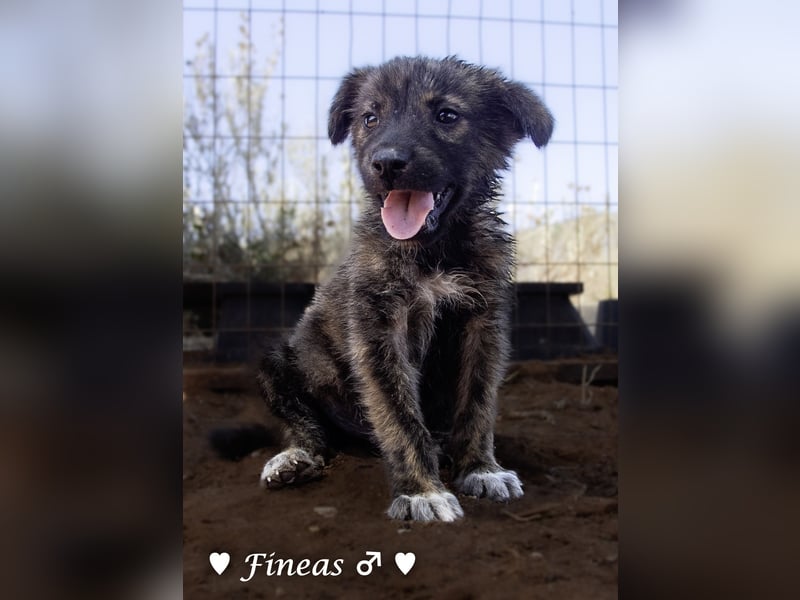 Fiona und Fineas suchen ab Anfang August ein Zuhause