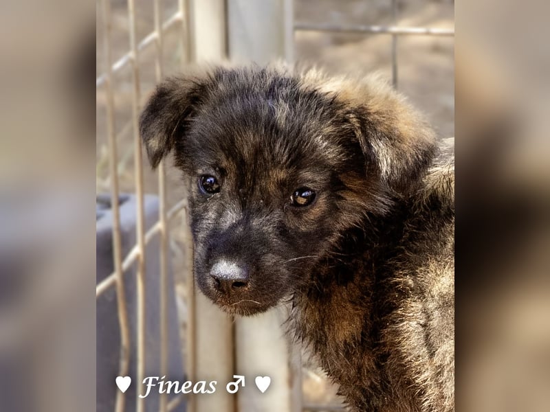 Fiona und Fineas suchen ab Anfang August ein Zuhause