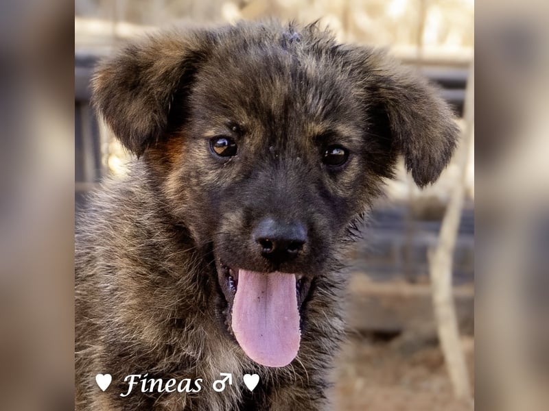 Fiona und Fineas suchen ab Anfang August ein Zuhause