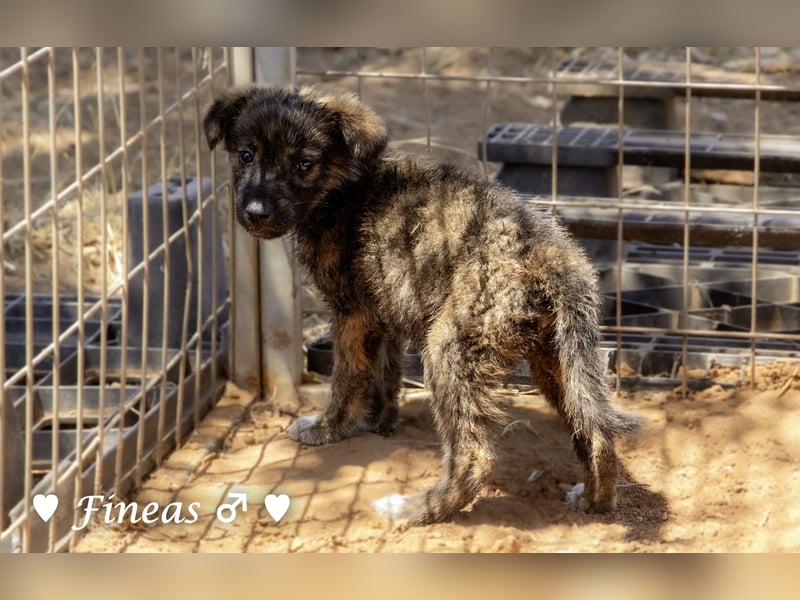 Fiona und Fineas suchen ab Anfang August ein Zuhause