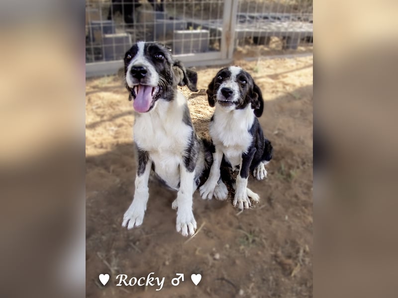 Rocky , Rania (angefragt) und Rina suchen  ab Anfang August ein Zuhause