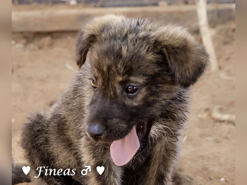 Fiona und Fineas suchen ab Anfang August ein Zuhause