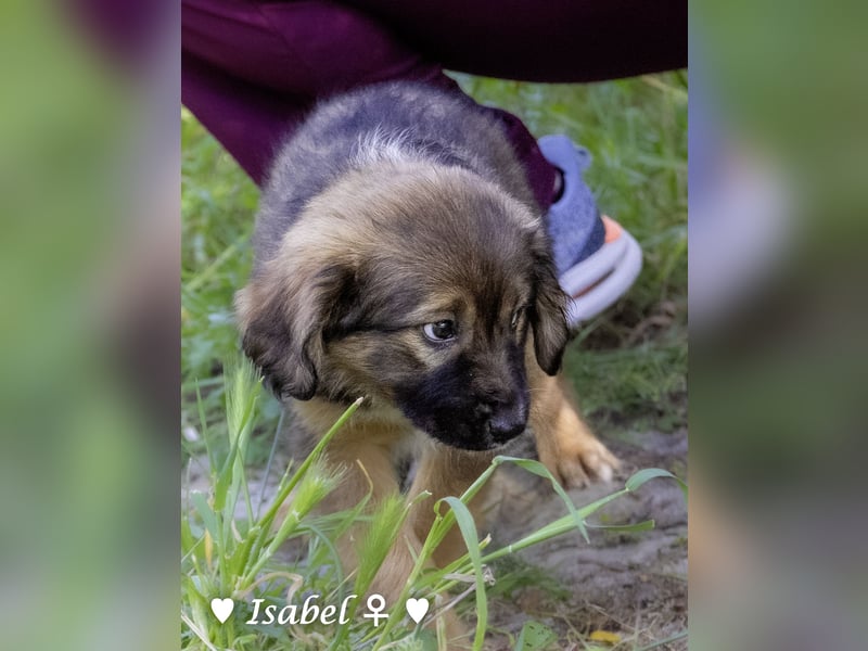 Timmy und Isabel suchen ein Zuhause