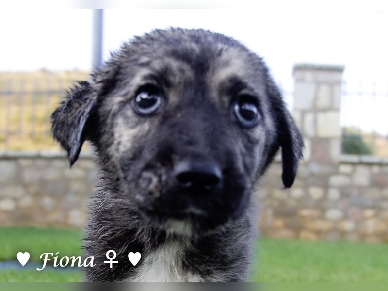 Fiona und Fineas suchen ab Anfang August ein Zuhause