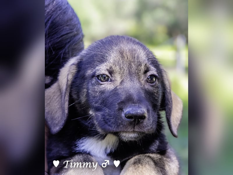Timmy und Isabel suchen ein Zuhause