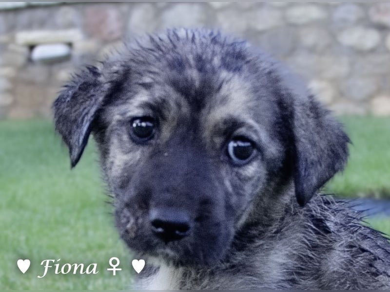 Fiona und Fineas suchen ab Anfang August ein Zuhause