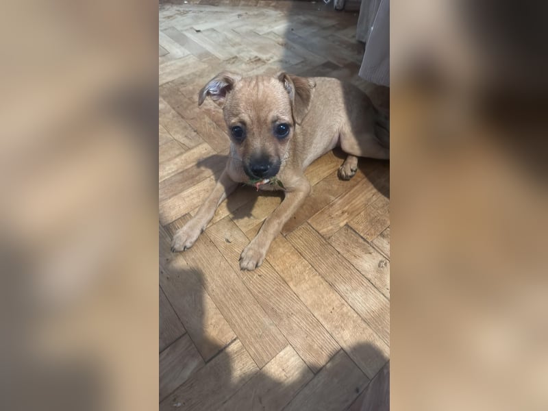 Viktoria, kleine Prinzessin sucht Fürimmerzuhause!