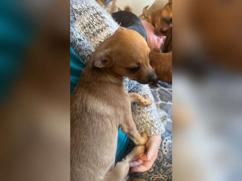 Viktoria, kleine Prinzessin sucht Fürimmerzuhause!