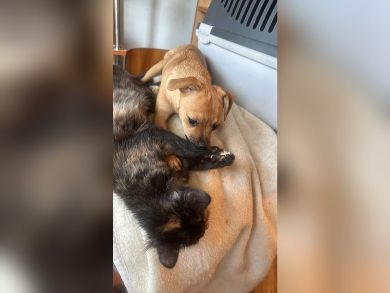 Viktoria, kleine Prinzessin sucht Fürimmerzuhause!