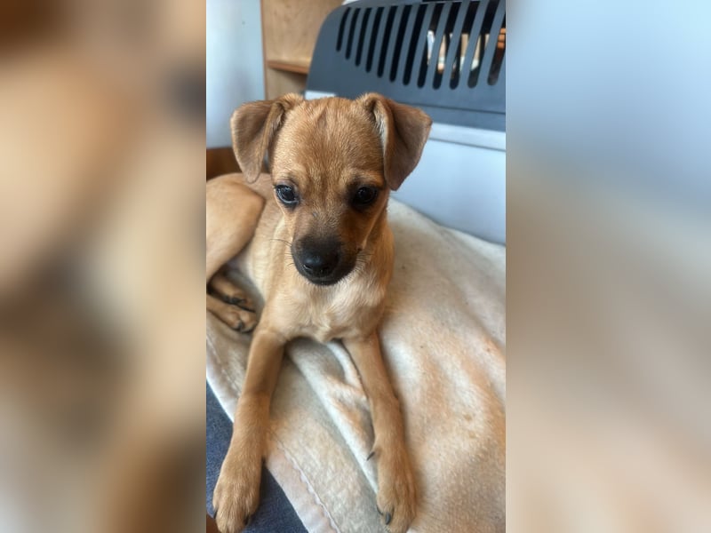 Viktoria, kleine Prinzessin sucht Fürimmerzuhause!