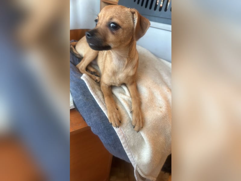 Viktoria, kleine Prinzessin sucht Fürimmerzuhause!