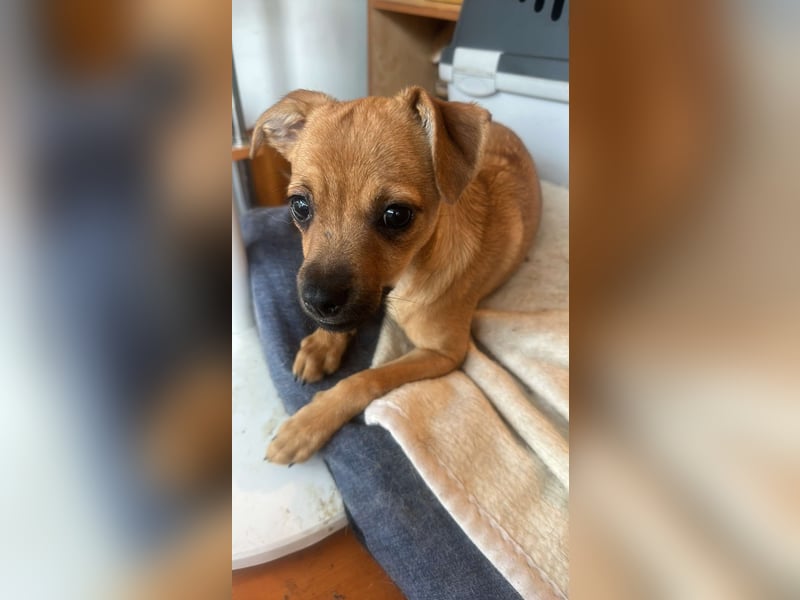 Viktoria, kleine Prinzessin sucht Fürimmerzuhause!