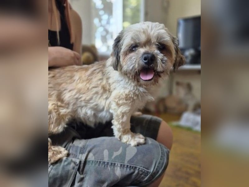 Pepper - noch neu im Tierheim und möchte gerne weiter ziehen