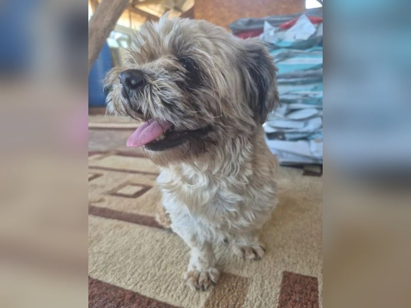 Pepper - noch neu im Tierheim und möchte gerne weiter ziehen