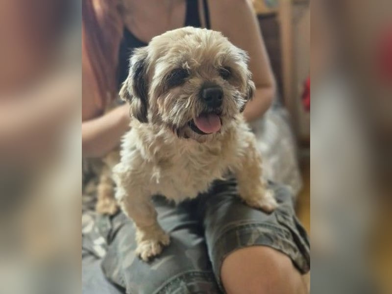 Pepper - noch neu im Tierheim und möchte gerne weiter ziehen