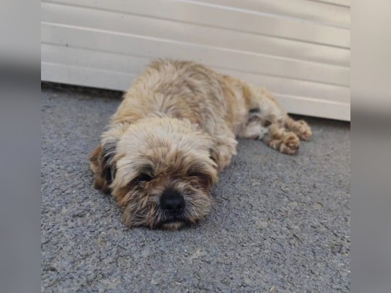 Pepper - noch neu im Tierheim und möchte gerne weiter ziehen