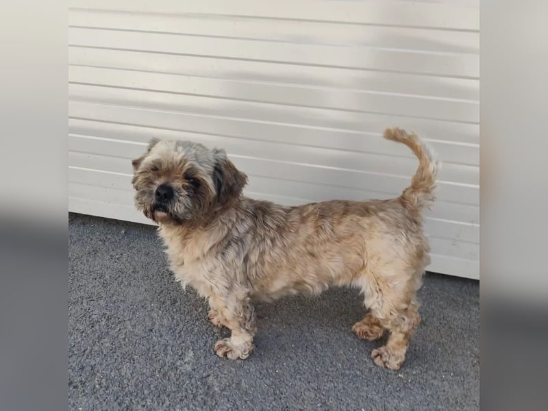 Pepper - noch neu im Tierheim und möchte gerne weiter ziehen