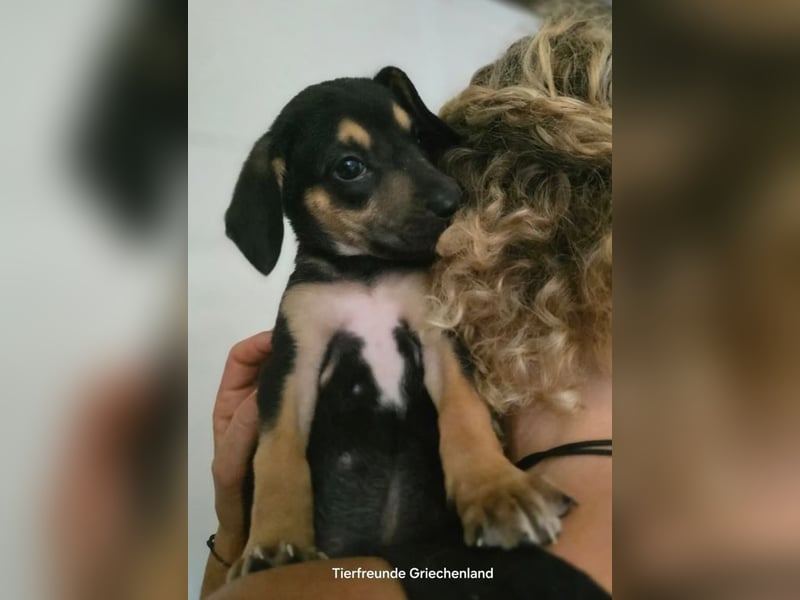 ❤️ Doddi – gerettet in letzter Minute - auf der Suche nach einem Zuhause!