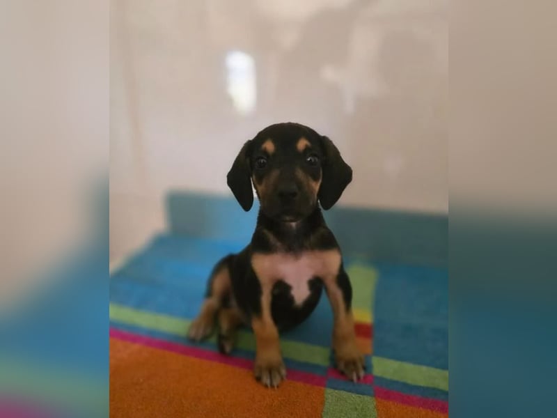 ❤️ Doddi – gerettet in letzter Minute - auf der Suche nach einem Zuhause!