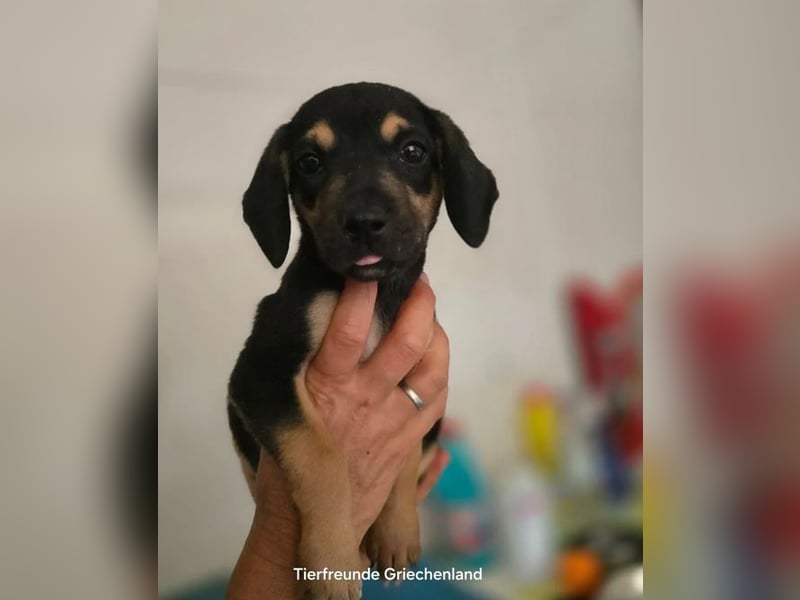 ❤️ Doddi – gerettet in letzter Minute - auf der Suche nach einem Zuhause!