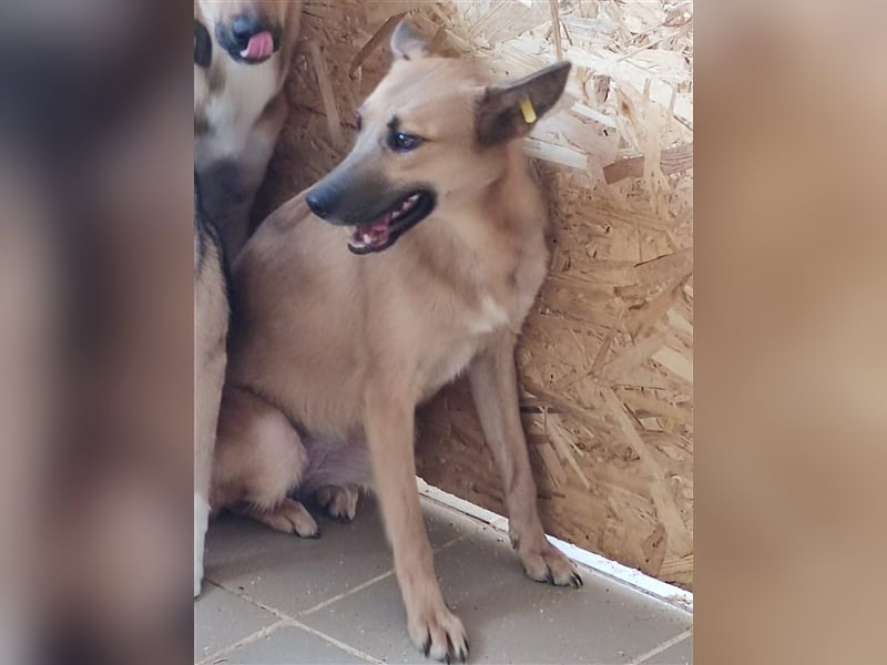 Nala