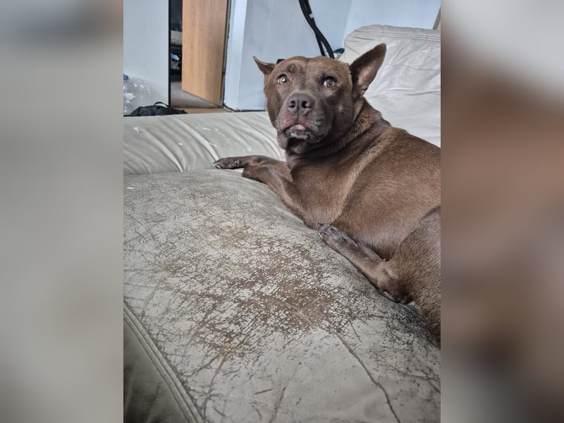 Sensible, anspruchsvolle Shar-Pei-Mix Hündin in erfahrene Hände abzugeben