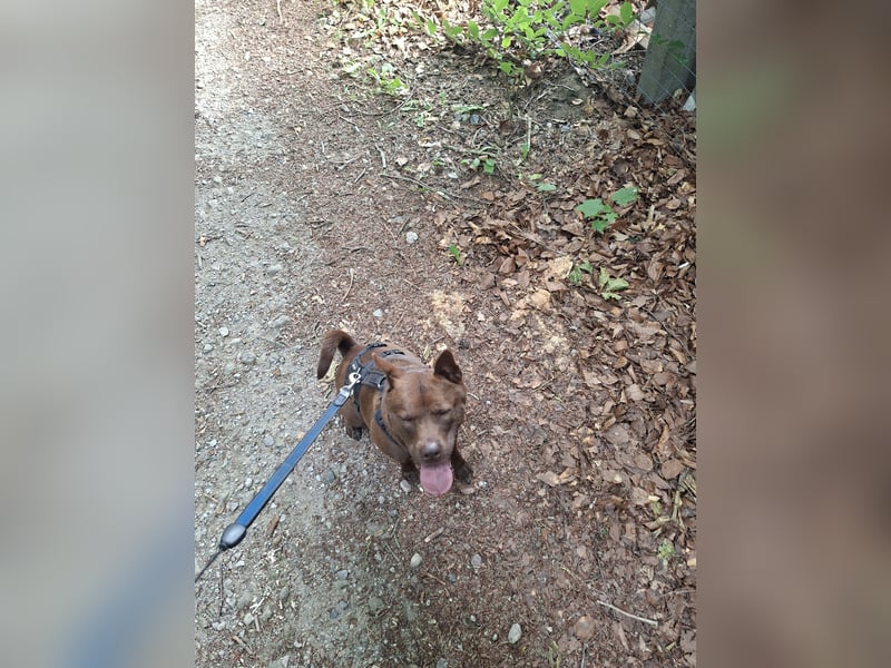 Sensible, anspruchsvolle Shar-Pei-Mix Hündin in erfahrene Hände abzugeben
