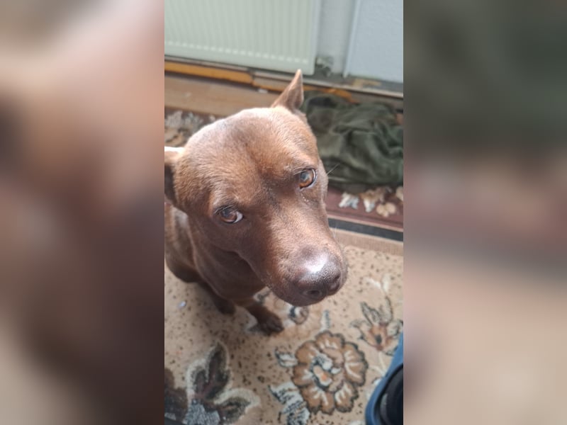 Sensible, anspruchsvolle Shar-Pei-Mix Hündin in erfahrene Hände abzugeben