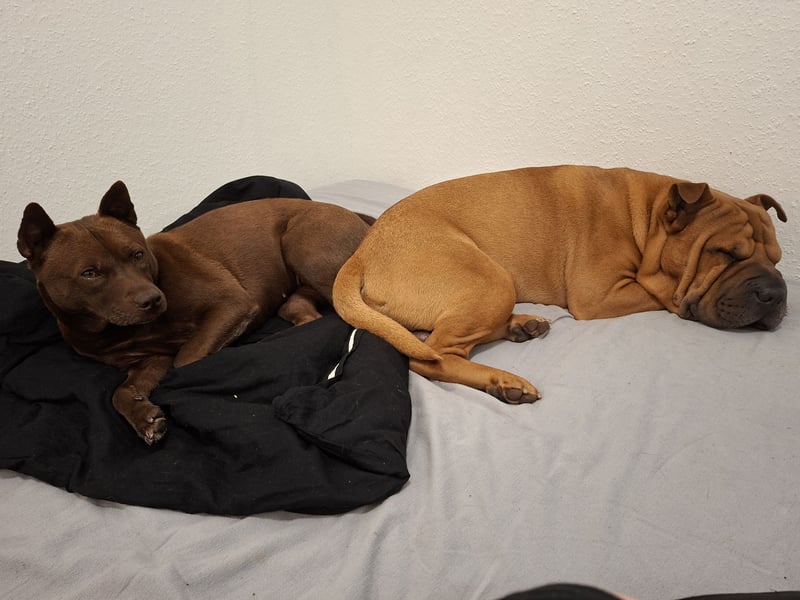 Sensible, anspruchsvolle Shar-Pei-Mix Hündin in erfahrene Hände abzugeben