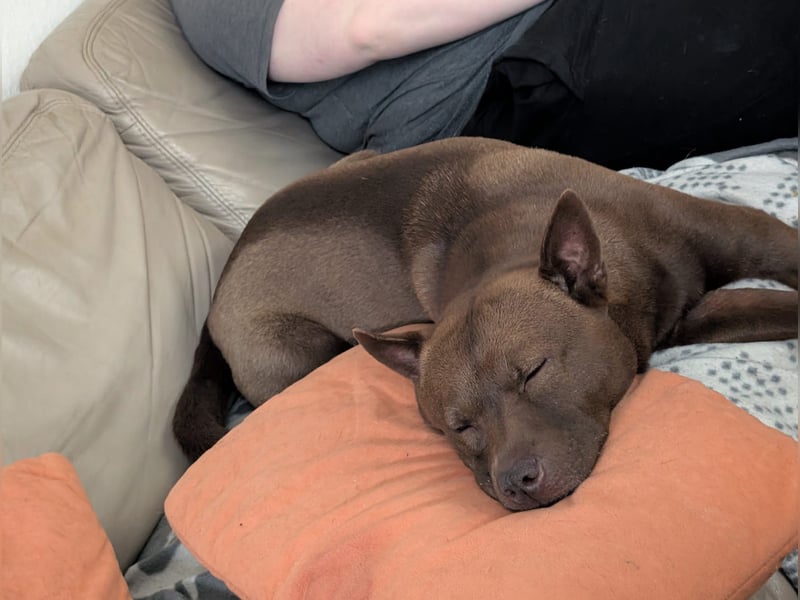 Sensible, anspruchsvolle Shar-Pei-Mix Hündin in erfahrene Hände abzugeben