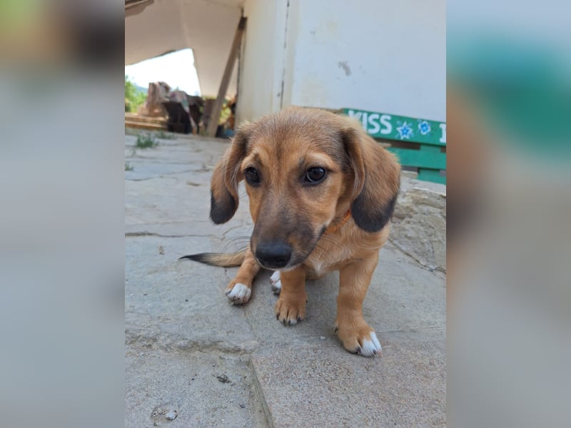 Kleiner Engel Klara sucht liebevolles Zuhause