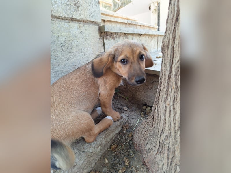 Kleiner Engel Klara sucht liebevolles Zuhause
