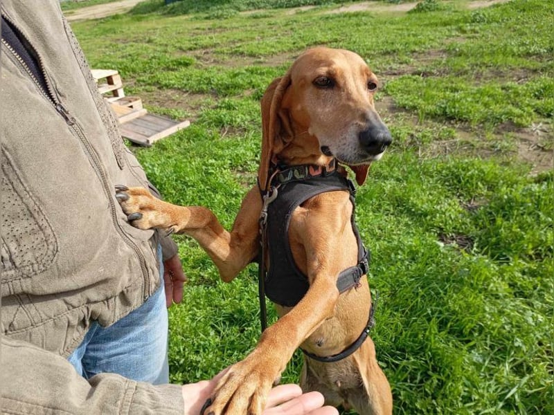 Mimika, verspielte Hundedame, ca. 9 Jahre, ca 48 cm, ca 14 kg