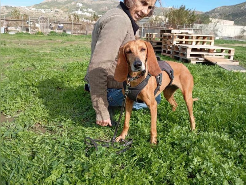 Mimika, verspielte Hundedame, ca. 9 Jahre, ca 48 cm, ca 14 kg