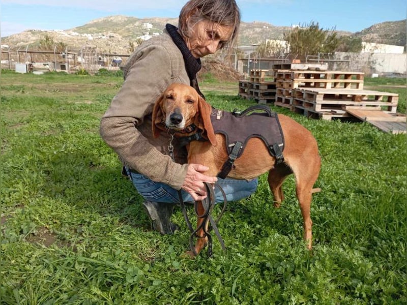 Mimika, verspielte Hundedame, ca. 9 Jahre, ca 48 cm, ca 14 kg