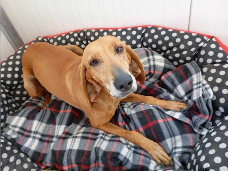 Mimika, verspielte Hundedame, ca. 9 Jahre, ca 48 cm, ca 14 kg