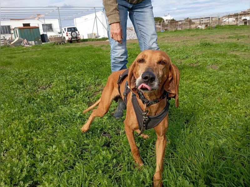 Mimika, verspielte Hundedame, ca. 9 Jahre, ca 48 cm, ca 14 kg