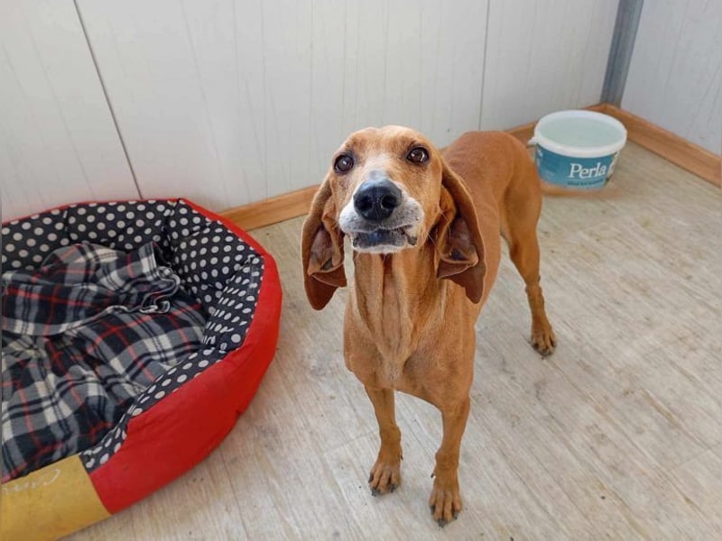 Mimika, verspielte Hundedame, ca. 9 Jahre, ca 48 cm, ca 14 kg