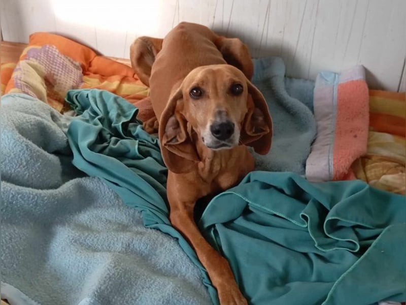 Mimika, verspielte Hundedame, ca. 9 Jahre, ca 48 cm, ca 14 kg