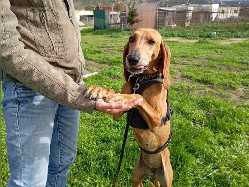 Mimika, verspielte Hundedame, ca. 9 Jahre, ca 48 cm, ca 14 kg