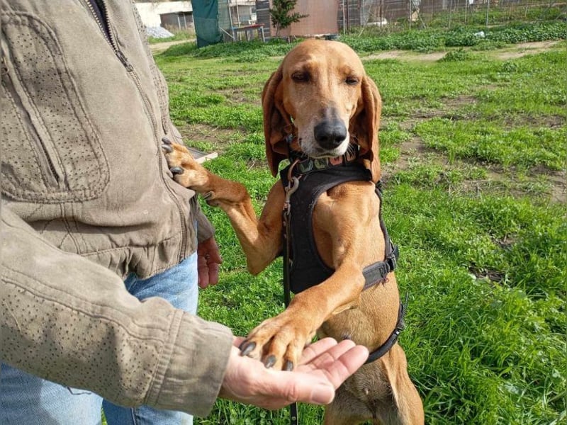 Mimika, verspielte Hundedame, ca. 9 Jahre, ca 48 cm, ca 14 kg