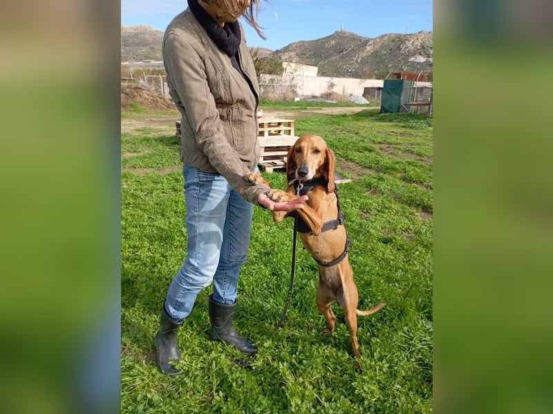 Mimika, verspielte Hundedame, ca. 9 Jahre, ca 48 cm, ca 14 kg